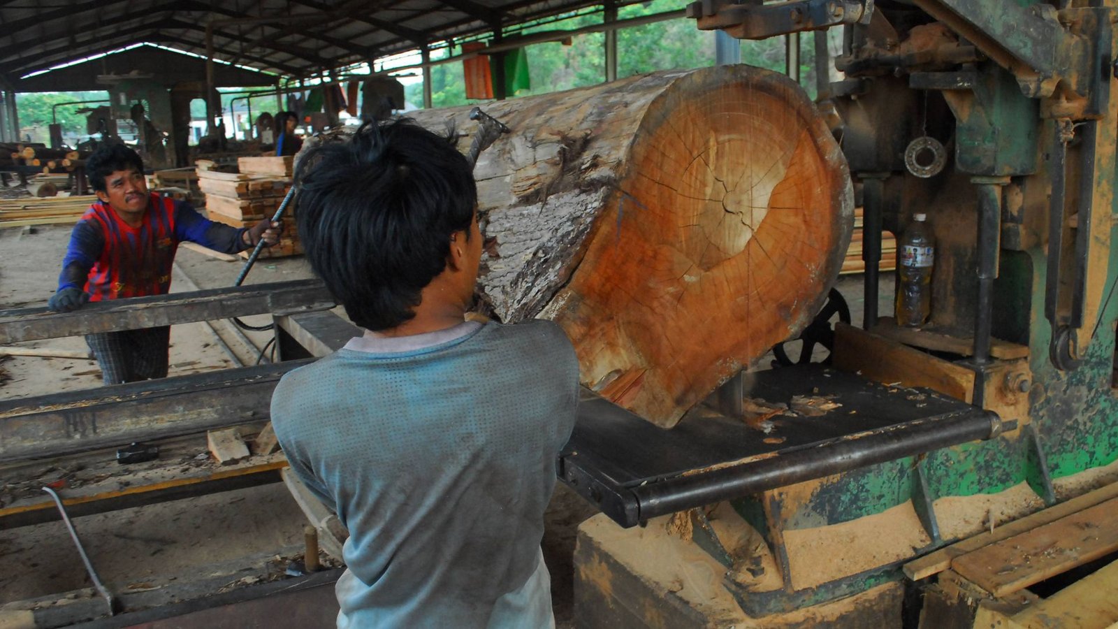 In wenigen Jahren wird es in Indonesien keine Urwälder mehr geben.Foto: mago/HBL network