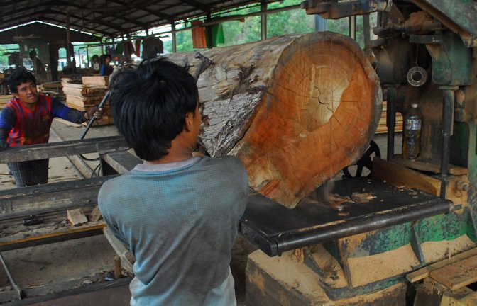 In wenigen Jahren wird es in Indonesien keine Urwälder mehr geben.<span class='image-autor'>Foto: mago/HBL network</span>