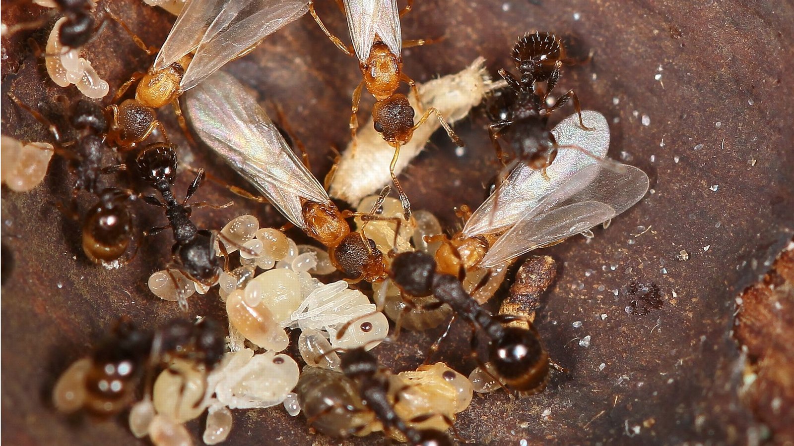 Die japanische Ameisenart Temnothorax kinomurai kennt weder Männchen noch Arbeiterinnen. Stattdessen nutzen die Königinnen dieser Art fremde Nester und deren Arbeiterinnen (dunkel) als Aufzuchthilfe.Foto: © Keiko Kinomura Die japanische Ameisenart Temnothorax kinomurai kennt weder Männchen noch Arbeiterinnen. Stattdessen nutzen die Königinnen dieser Art fremde Nester und deren Arbeiterinnen (dunkel) als Aufzuchthilfe.Foto: © Keiko Kinomura