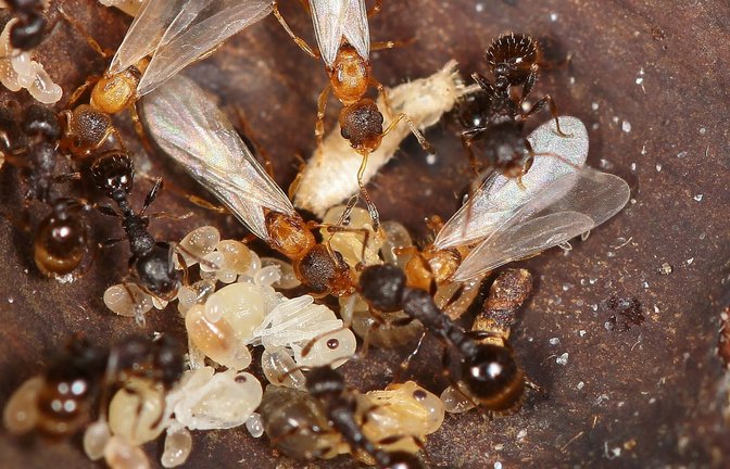 Die japanische Ameisenart Temnothorax kinomurai kennt weder Männchen noch Arbeiterinnen. Stattdessen nutzen die Königinnen dieser Art fremde Nester und deren Arbeiterinnen (dunkel) als Aufzuchthilfe.<span class='image-autor'>Foto: © Keiko Kinomura</span>