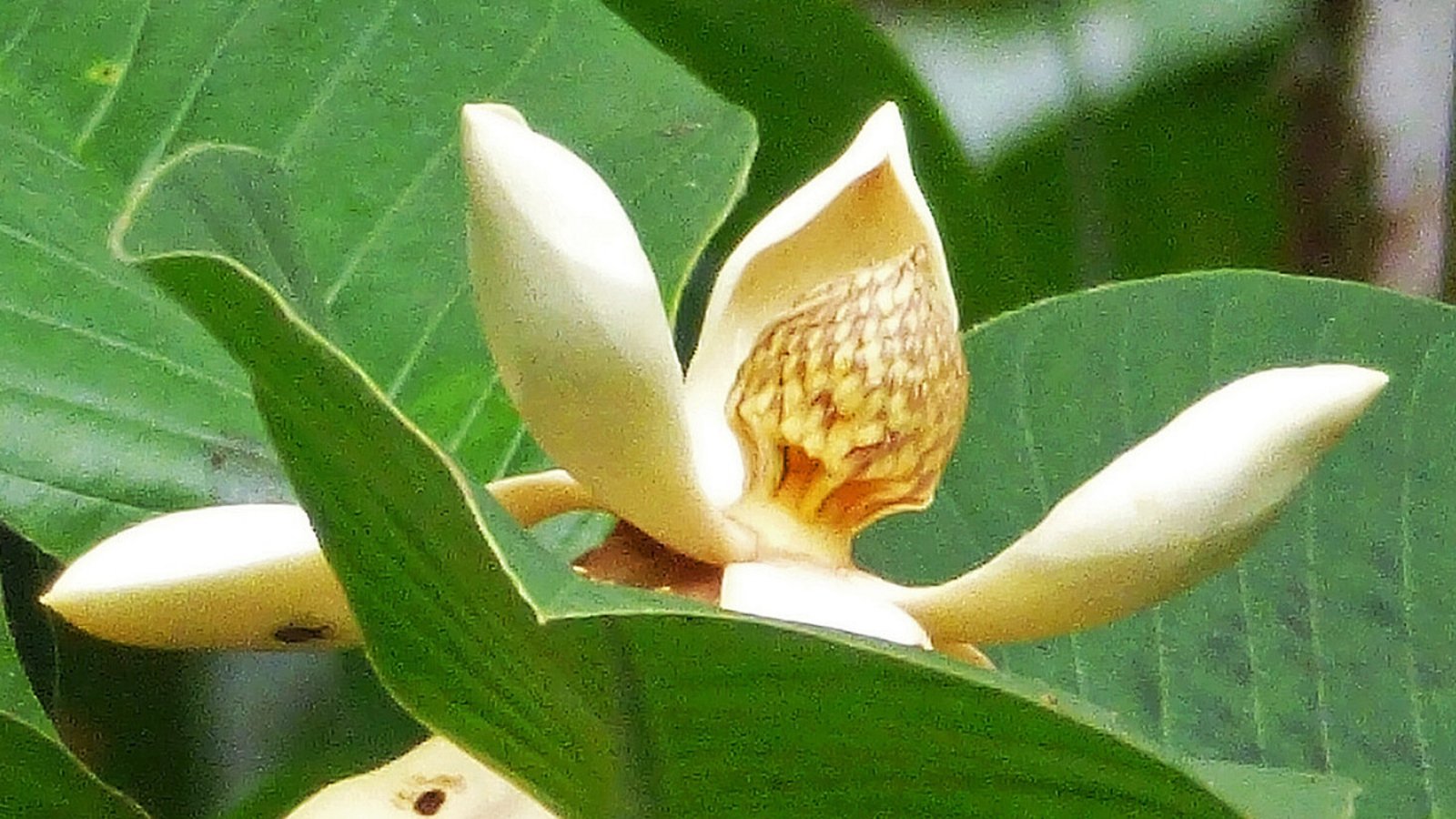 Die Magnolia dixonii ist eine Magnolienart mit cremefarbenen Blüten. Sie wächst nur im Regenwald in Ecuador.Foto: Jocotoco Die Magnolia dixonii ist eine Magnolienart mit cremefarbenen Blüten. Sie wächst nur im Regenwald in Ecuador.Foto: Jocotoco