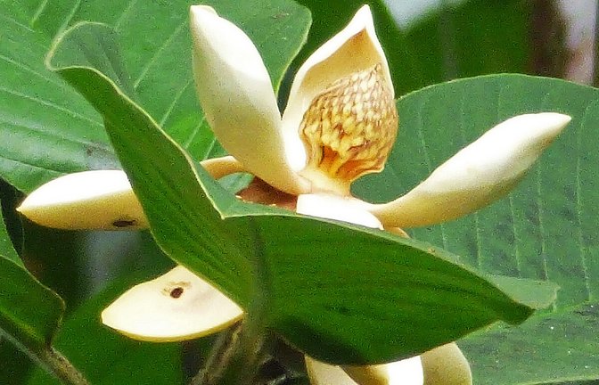 Die Magnolia dixonii ist eine Magnolienart mit cremefarbenen Blüten. Sie wächst nur im Regenwald in Ecuador.<span class='image-autor'>Foto: Jocotoco</span>
