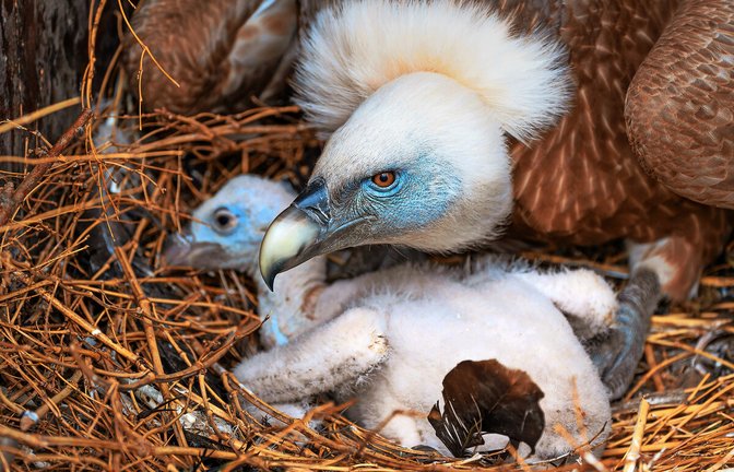 Durch eigene Nachzuchten leistet die Wilhelma einen wichtigen Beitrag zum Schutz des Gänsegeiers.<span class='image-autor'>Foto: Wilhelma Stuttgart</span>