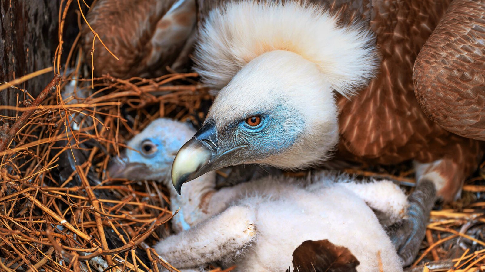 Durch eigene Nachzuchten leistet die Wilhelma einen wichtigen Beitrag zum Schutz des Gänsegeiers.Foto: Wilhelma Stuttgart Durch eigene Nachzuchten leistet die Wilhelma einen wichtigen Beitrag zum Schutz des Gänsegeiers.Foto: Wilhelma Stuttgart