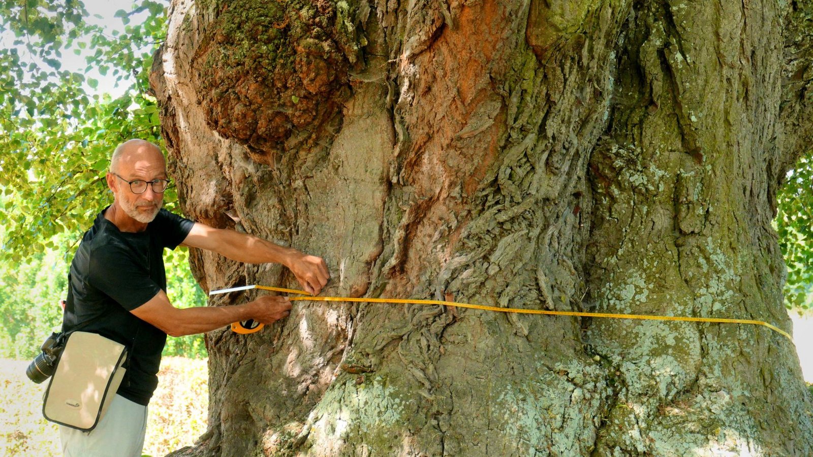 6,66 Meter   –  Jürgen Blümle misst den Stammumfang der Schönaicher Linde.Foto: Torsten Schöll