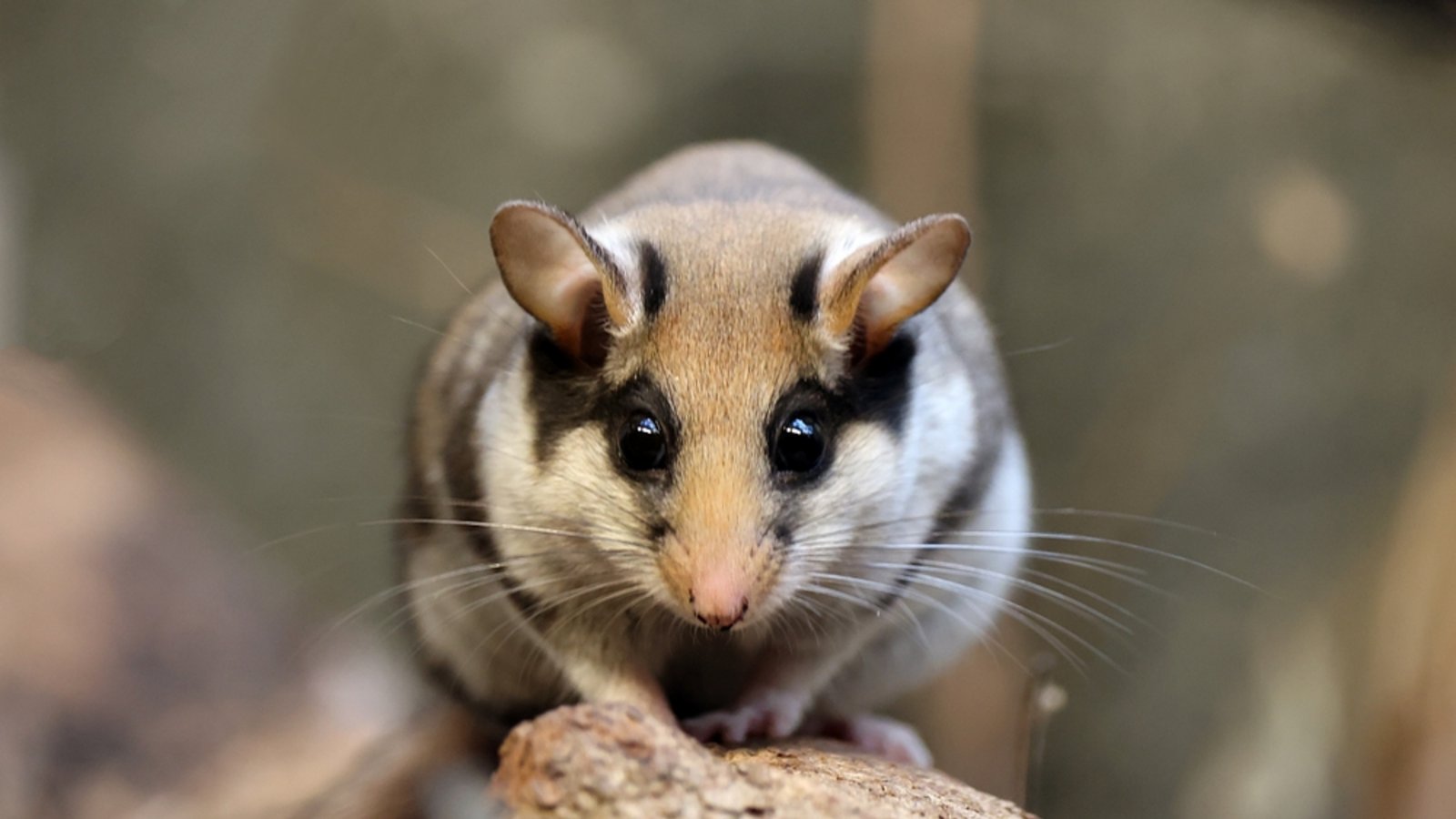 Der Name leitet sich nicht von dem Tier ab.Foto: Edwin Butter / shutterstock.com Der Name leitet sich nicht von dem Tier ab.Foto: Edwin Butter / shutterstock.com