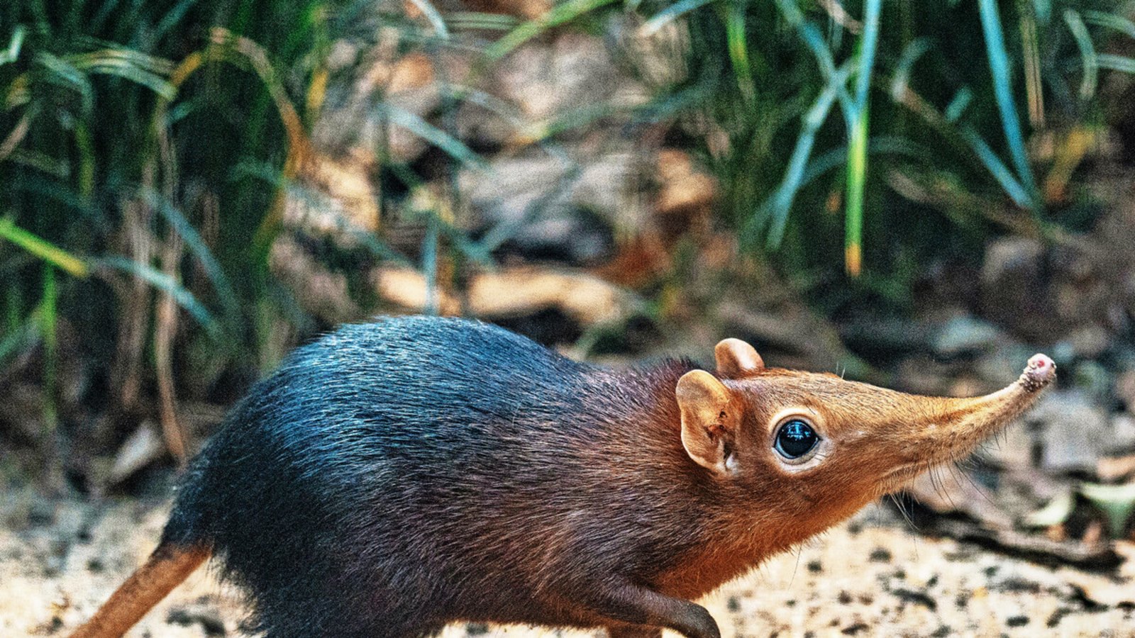 Die beiden Rüsselhündchen haben sich schon beschnuppert.Foto: Wilhelma/Meierjohann Die beiden Rüsselhündchen haben sich schon beschnuppert.Foto: Wilhelma/Meierjohann