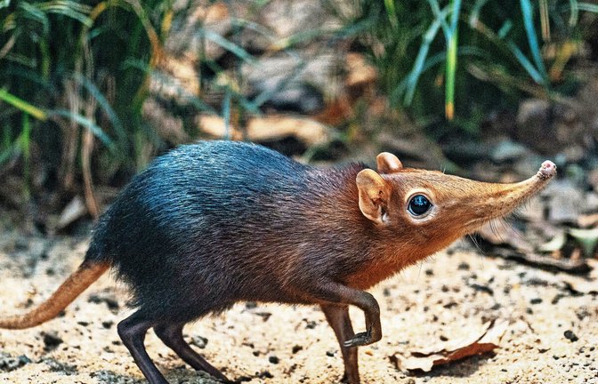 Die beiden Rüsselhündchen haben sich schon beschnuppert.<span class='image-autor'>Foto: Wilhelma/Meierjohann</span>