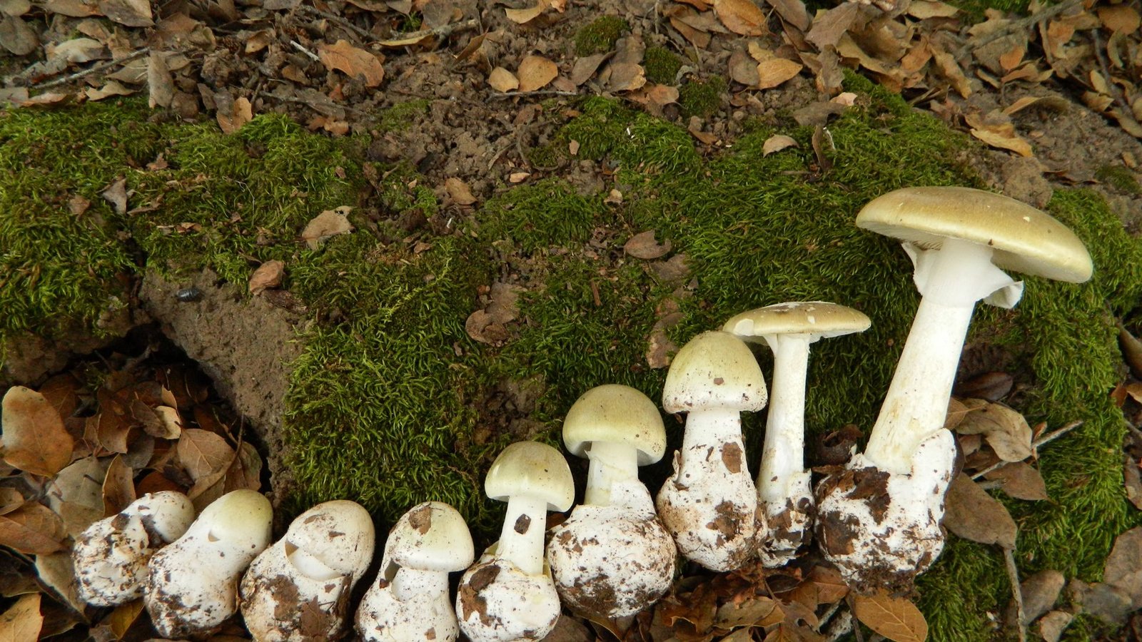 Der Grüne Knollenblätterpilz (Amanita phalloides) ist  hoch giftig.Foto: Wikipedia/Amanita_phalloides_1.JPG: Archenzo