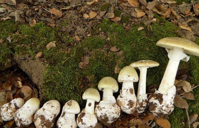 Der Grüne Knollenblätterpilz (Amanita phalloides) ist  hoch giftig.<span class='image-autor'>Foto: Wikipedia/Amanita_phalloides_1.JPG: Archenzo</span>
