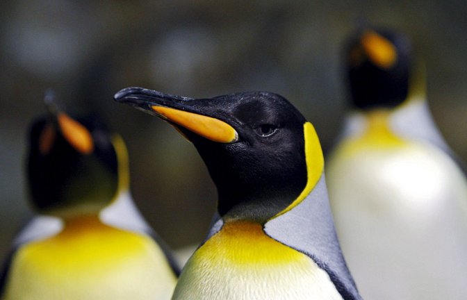 Königspinguine sind auf den Inseln Heard und McDonald nahe der Antarktis heimisch – im Gegensatz zu Menschen.<span class='image-autor'>Foto: dpa// How Hwee Young</span>
