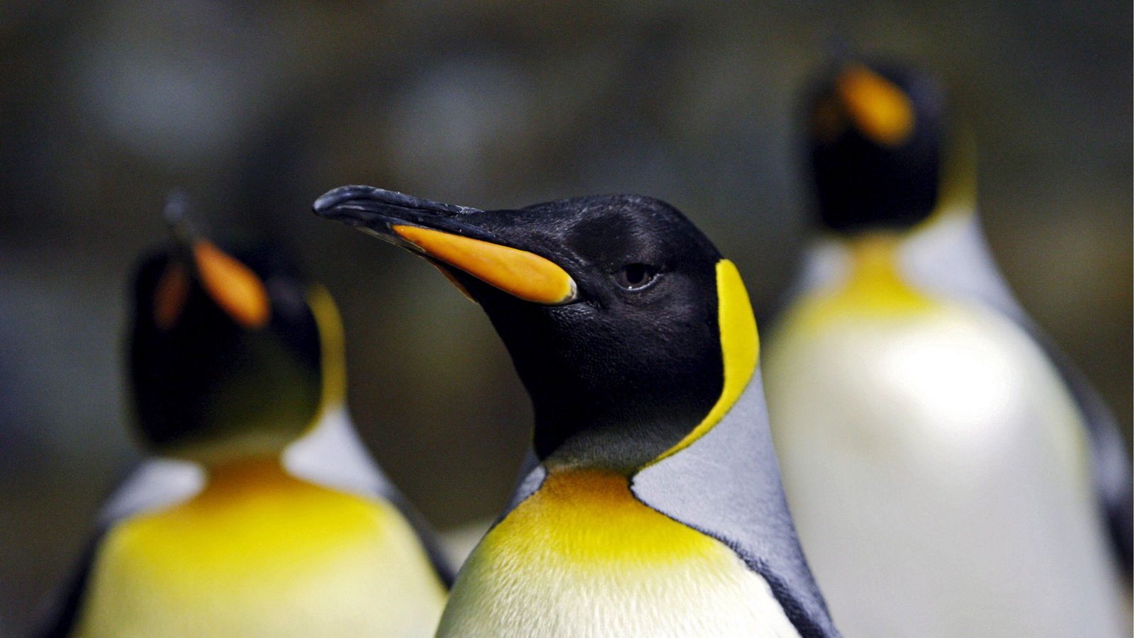 Königspinguine sind auf den Inseln Heard und McDonald nahe der Antarktis heimisch – im Gegensatz zu Menschen.Foto: dpa// How Hwee Young Königspinguine sind auf den Inseln Heard und McDonald nahe der Antarktis heimisch – im Gegensatz zu Menschen.Foto: dpa// How Hwee Young
