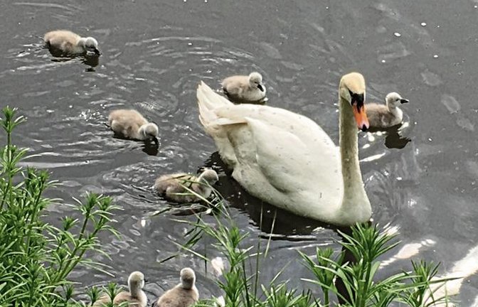 Wie putzig! Jürgen Rebstock hat den Nachwuchs der Schwäne, die beim Vaihinger Tierheim unter Sicherheitsvorkehrungen gebrütet hatten, entdeckt und abgelichtet.