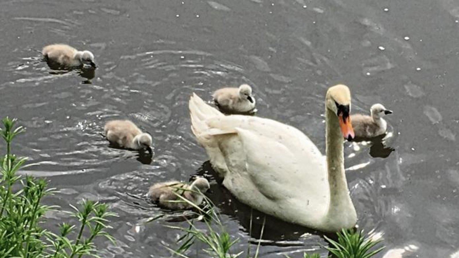 Wie putzig! Jürgen Rebstock hat den Nachwuchs der Schwäne, die beim Vaihinger Tierheim unter Sicherheitsvorkehrungen gebrütet hatten, entdeckt und abgelichtet. Wie putzig! Jürgen Rebstock hat den Nachwuchs der Schwäne, die beim Vaihinger Tierheim unter Sicherheitsvorkehrungen gebrütet hatten, entdeckt und abgelichtet.