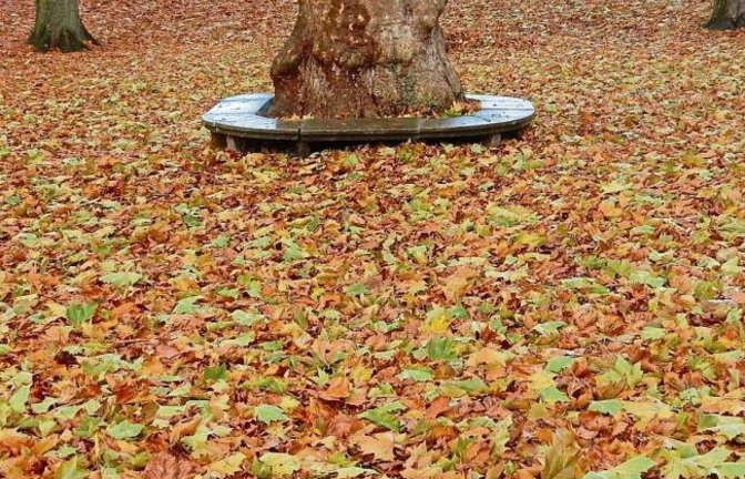 Das Maientags-Rondell versinkt im herbstlichen Blättermeer.  Foto: Arning
