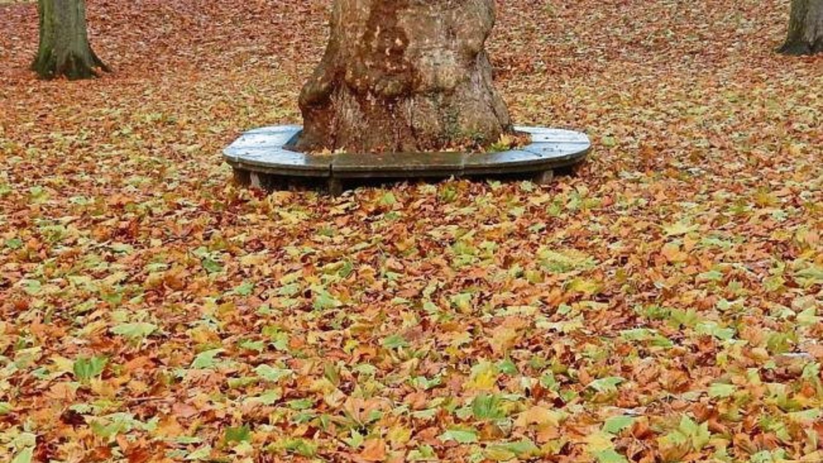 Das Maientags-Rondell versinkt im herbstlichen Blättermeer.  Foto: Arning