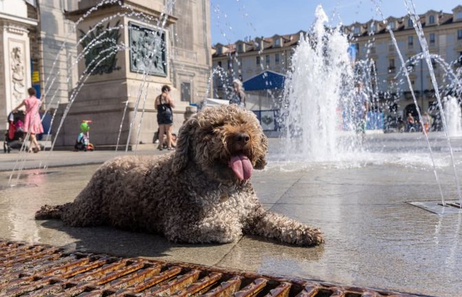 Ein Hund liegt in Turin an einem Brunnen, um sich abzukühlen.&nbsp; Die kommenden Tage sollen auch hier heiß werden, mit Temperatuten bis deutlich über 30 Grad.<span class='image-autor'>Mauro Ujetto/LaPresse via ZUMA Press/dpa</span>