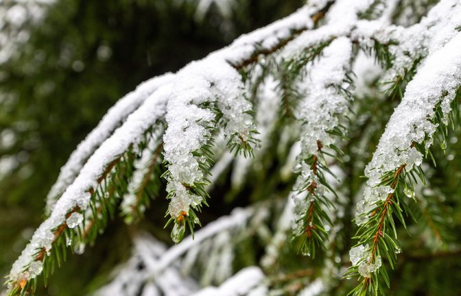 Schneebedeckte Tannenzweige (Symbolbild).<span class='image-autor'>Foto: IMAGO/Jan Eifert</span>