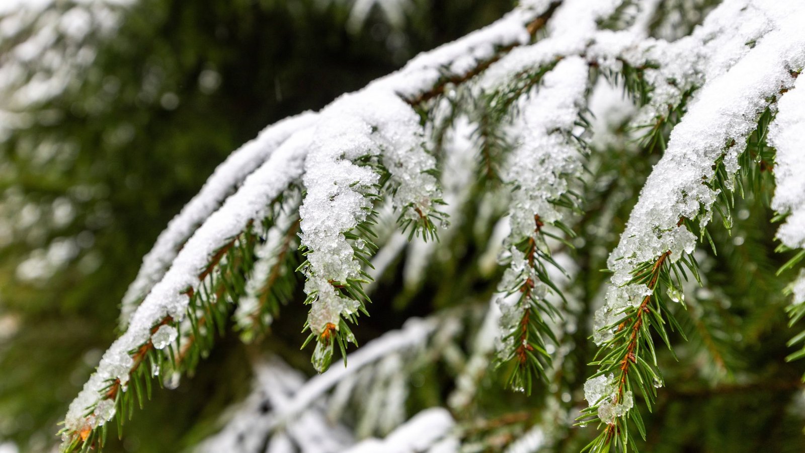 Schneebedeckte Tannenzweige (Symbolbild).Foto: IMAGO/Jan Eifert Schneebedeckte Tannenzweige (Symbolbild).Foto: IMAGO/Jan Eifert
