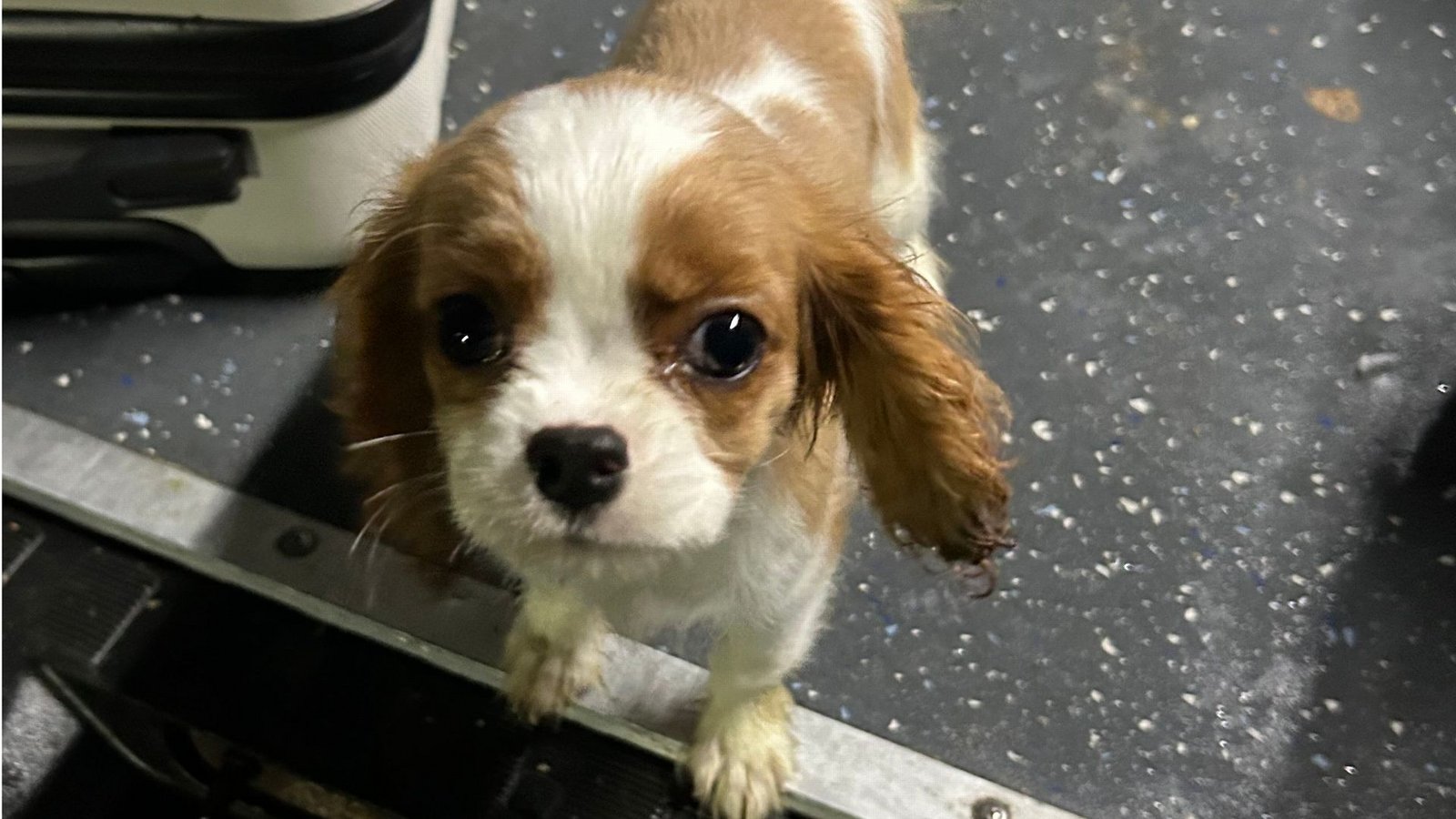 Der drei Monate alte Cavalier King Charles Spaniel Welpe.Foto: Hauptzollamt Singen Der drei Monate alte Cavalier King Charles Spaniel Welpe.Foto: Hauptzollamt Singen