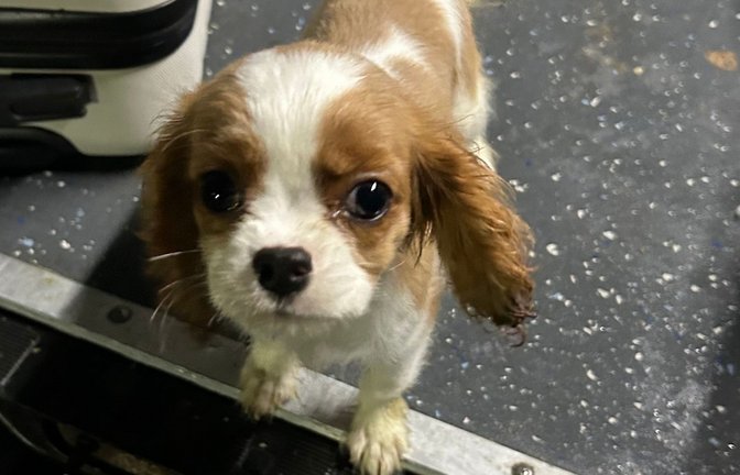 Der drei Monate alte Cavalier King Charles Spaniel Welpe.<span class='image-autor'>Foto: Hauptzollamt Singen</span>
