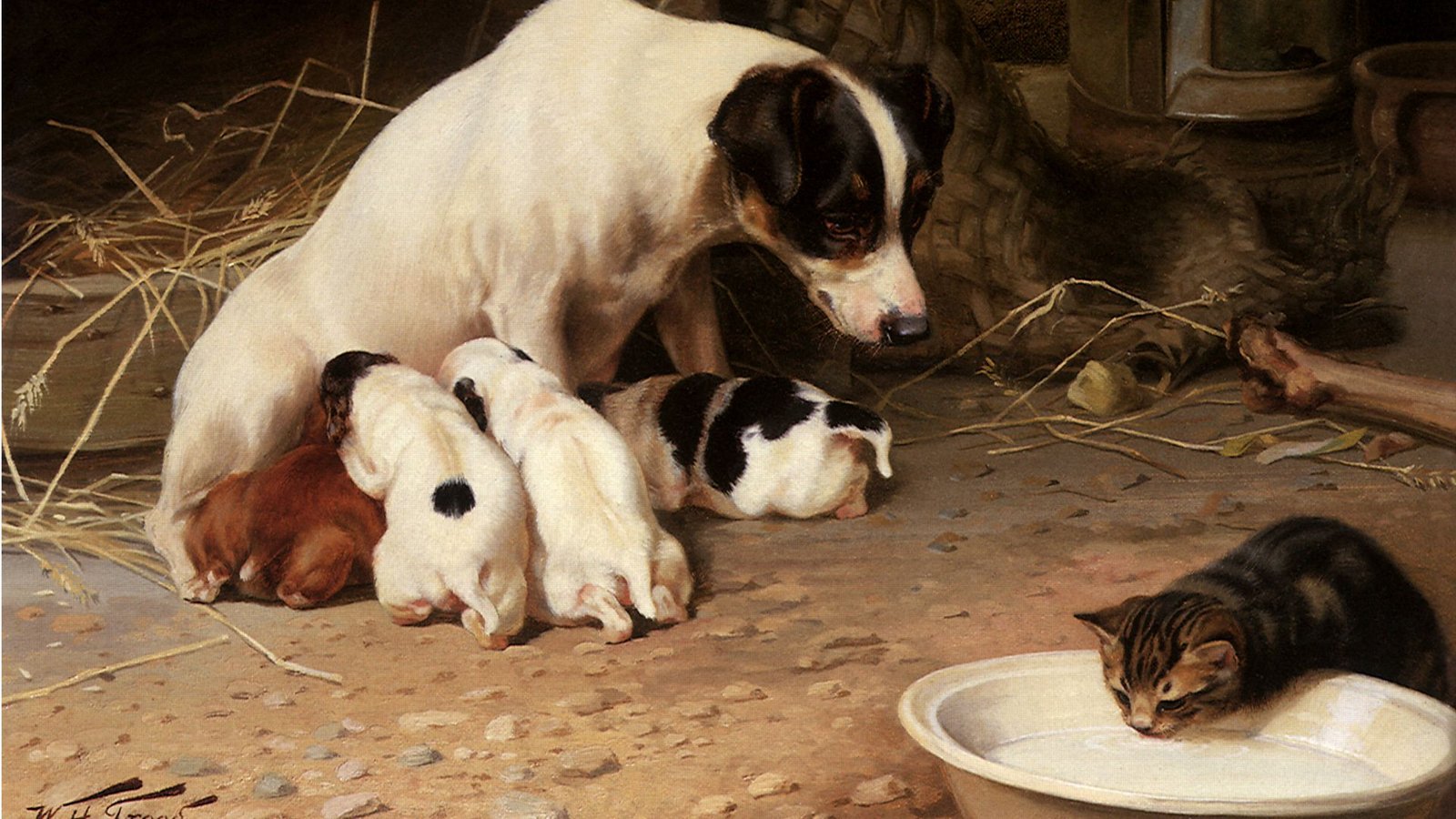 Wildlebende Hunde- und Katzenartige bewegen sich auf grundlegend unterschiedliche Weise durch ihre Heimatgebiete.Foto: Imago/Gemini Collection Wildlebende Hunde- und Katzenartige bewegen sich auf grundlegend unterschiedliche Weise durch ihre Heimatgebiete.Foto: Imago/Gemini Collection