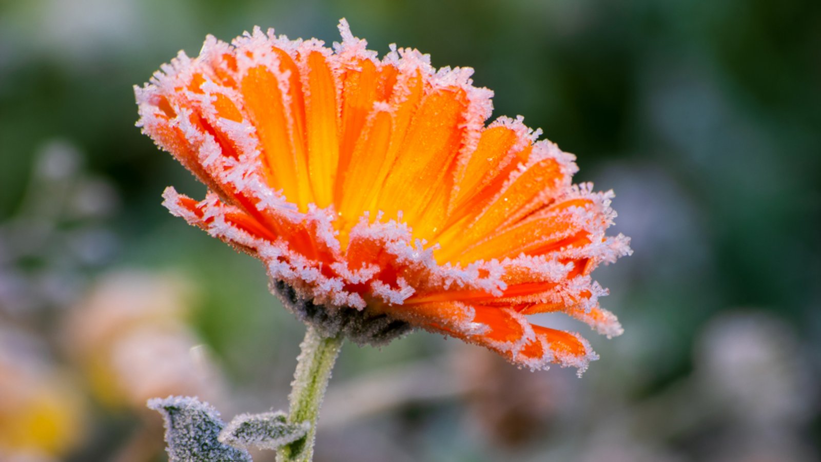 Zum Start in den Oktober wird es in Deutschland deutlich kälter. Wo Bodenfrost und sogar Schnee drohen und welche Regionen verschont bleiben.Foto: Marco.Warm / Shutterstock.com Zum Start in den Oktober wird es in Deutschland deutlich kälter. Wo Bodenfrost und sogar Schnee drohen und welche Regionen verschont bleiben.Foto: Marco.Warm / Shutterstock.com