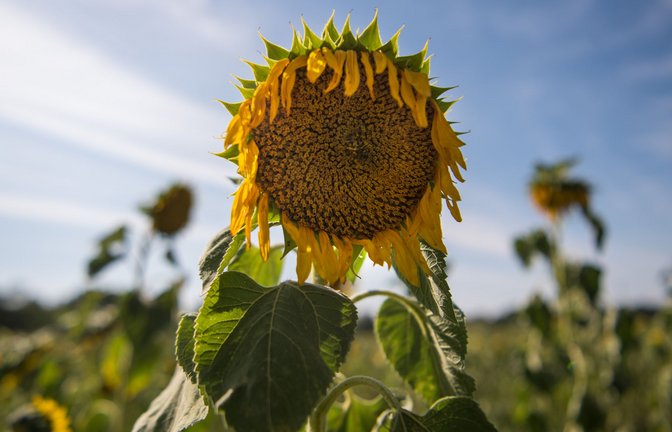 Die Temperaturen in Deutschland steigen – mit Auswirkungen auf die Natur und die Menschen.<span class='image-autor'>Foto: dpa/Monika Skolimowska</span>