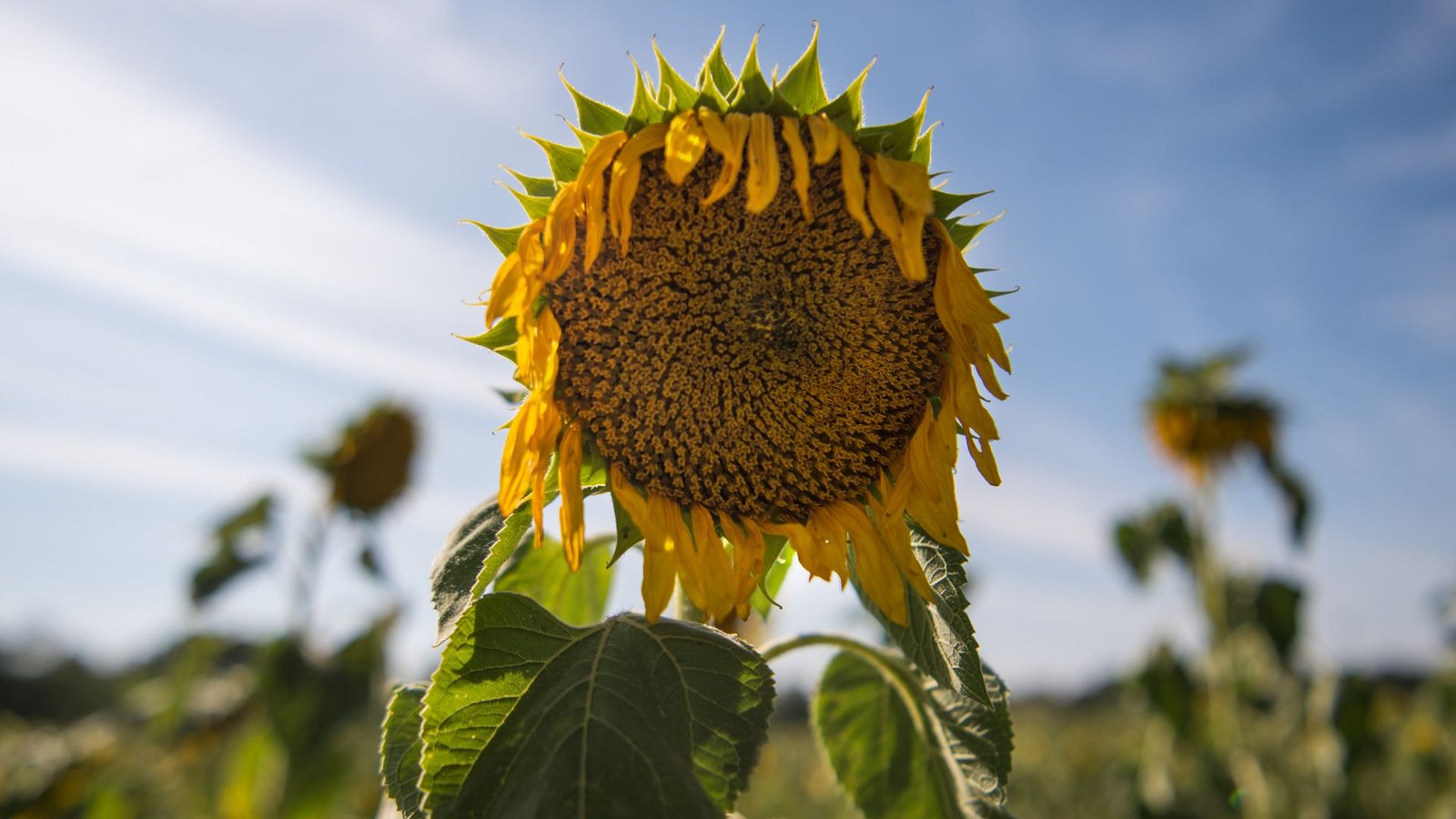 Die Temperaturen in Deutschland steigen – mit Auswirkungen auf die Natur und die Menschen.Foto: dpa/Monika Skolimowska Die Temperaturen in Deutschland steigen – mit Auswirkungen auf die Natur und die Menschen.Foto: dpa/Monika Skolimowska