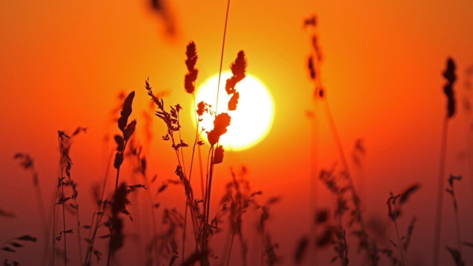 Heute könnte es mit 38 Grad der heißeste Tag der Woche werden.Matthias Bein/dpa Heute könnte es mit 38 Grad der heißeste Tag der Woche werden.Matthias Bein/dpa