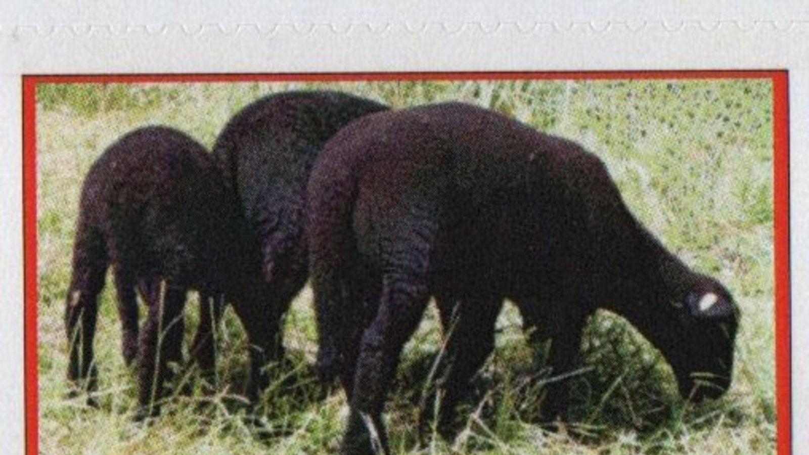 Es gibt neue Schäferlauf-Briefmarken. Foto: p