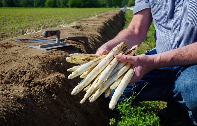 Grundsätzlich beginnt die Spargelsaison je nach Witterung zwischen Mitte März und Anfang April.<span class='image-autor'>Foto: hlphoto/ Shutterstock</span>