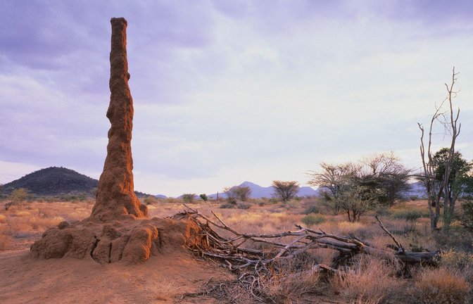 Imposanter Termitenbau in einer Savannenlandschaft in Kenia.<span class='image-autor'>Foto: Imago/Greatstock</span>