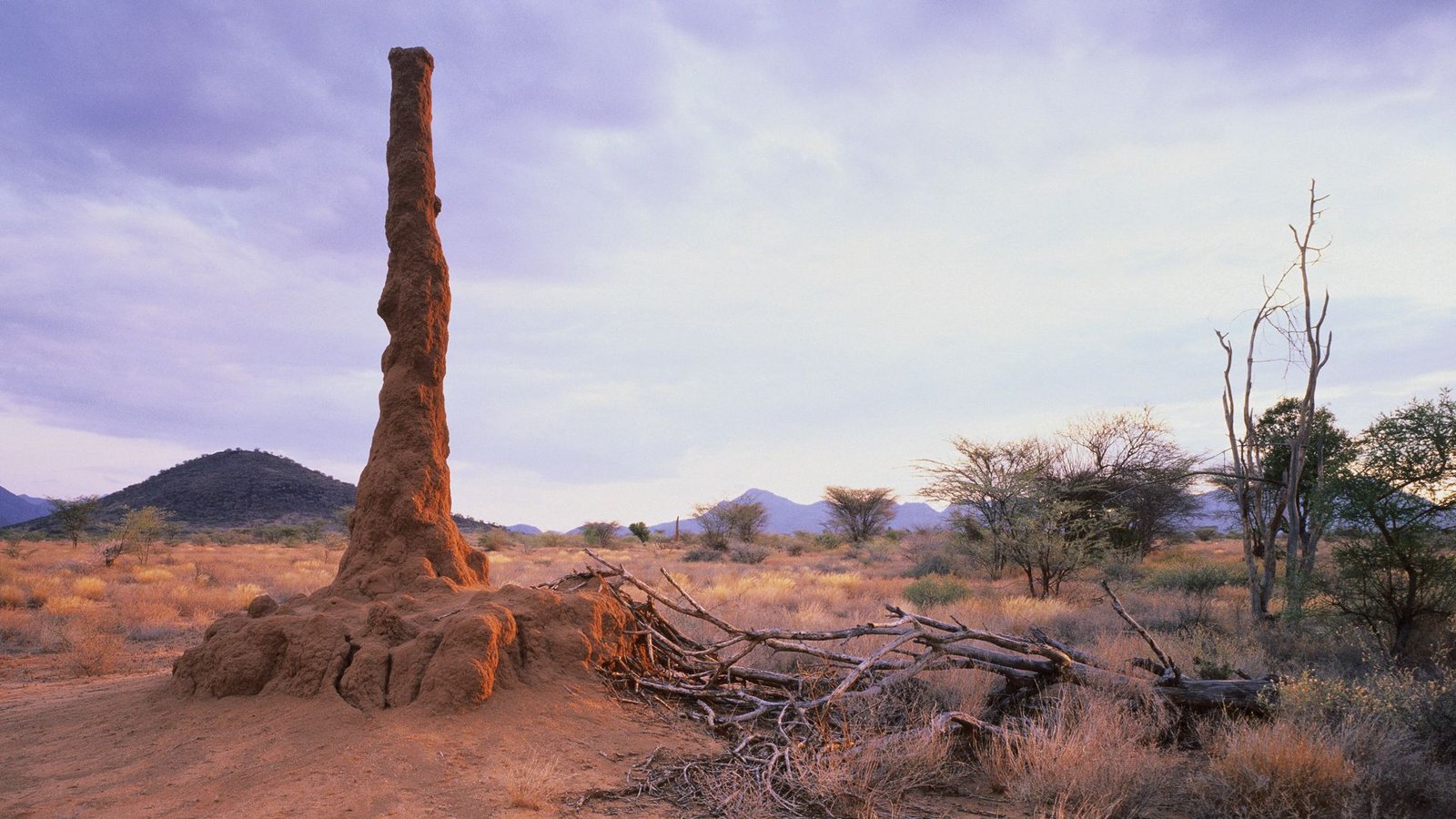 Imposanter Termitenbau in einer Savannenlandschaft in Kenia.Foto: Imago/Greatstock
