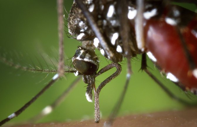 Tropische Mücke mit typischer Tigerung.<span class='image-autor'>Foto: dpa/James Gathany</span>