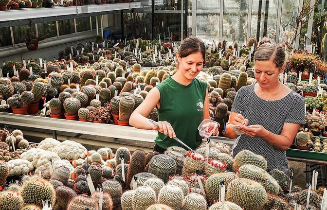 Kaktusmeer in der Wilhelma: Debora Eberlein (li.) und Eva Augart ernten im Gewächshaus der Wilhelma deren Früchte für den internationalen Samentausch. Kaktusmeer in der Wilhelma: Debora Eberlein (li.) und Eva Augart ernten im Gewächshaus der Wilhelma deren Früchte für den internationalen Samentausch.<span class='image-autor'>Foto: /Lichtgut/Ferdinando Iannone</span>