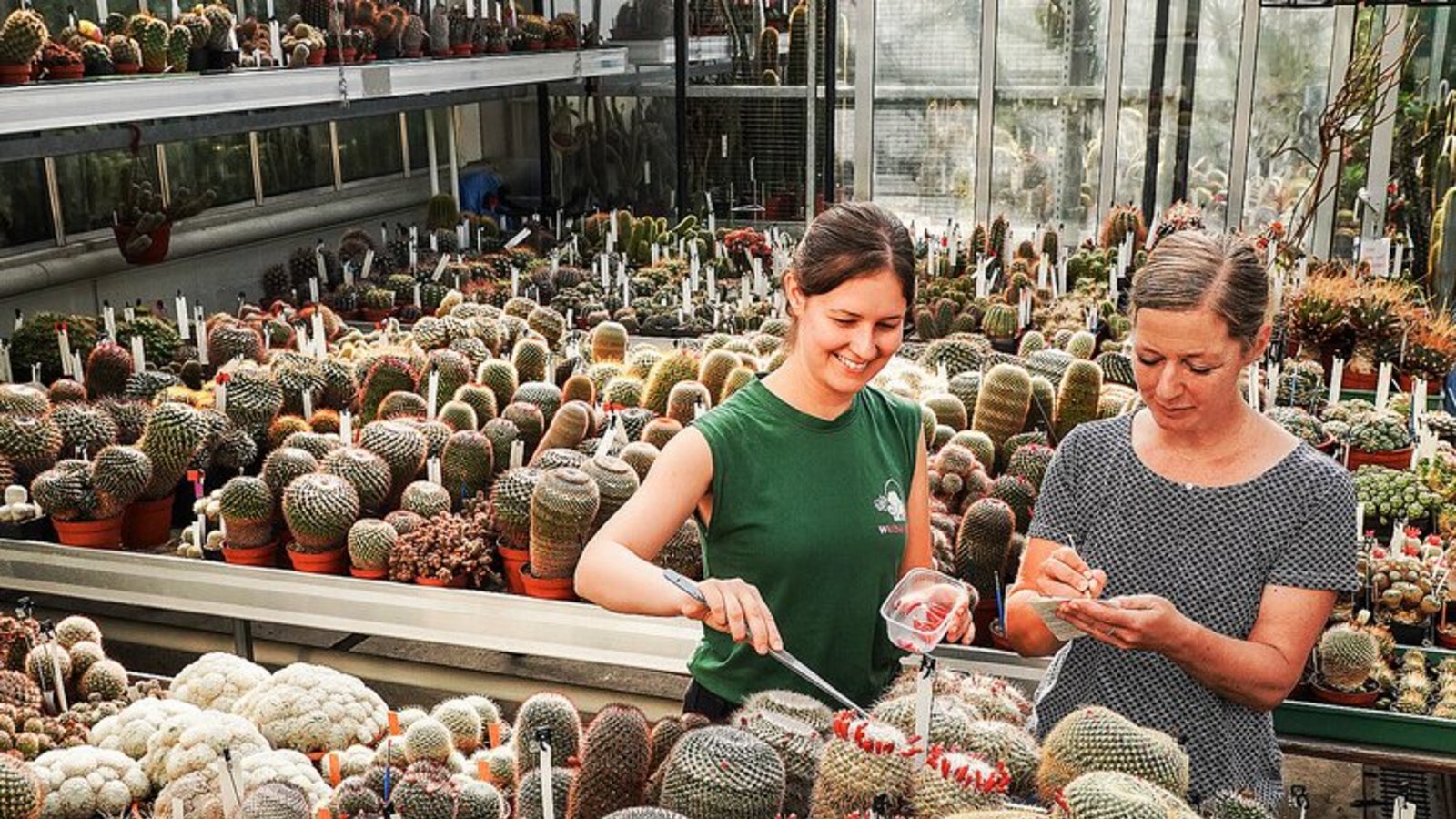 Kaktusmeer in der Wilhelma: Debora Eberlein (li.) und Eva Augart ernten im Gewächshaus der Wilhelma deren Früchte für den internationalen Samentausch. Kaktusmeer in der Wilhelma: Debora Eberlein (li.) und Eva Augart ernten im Gewächshaus der Wilhelma deren Früchte für den internationalen Samentausch.Foto: /Lichtgut/Ferdinando Iannone Kaktusmeer in der Wilhelma: Debora Eberlein (li.) und Eva Augart ernten im Gewächshaus der Wilhelma deren Früchte für den internationalen Samentausch. Kaktusmeer in der Wilhelma: Debora Eberlein (li.) und Eva Augart ernten im Gewächshaus der Wilhelma deren Früchte für den internationalen Samentausch.Foto: /Lichtgut/Ferdinando Iannone