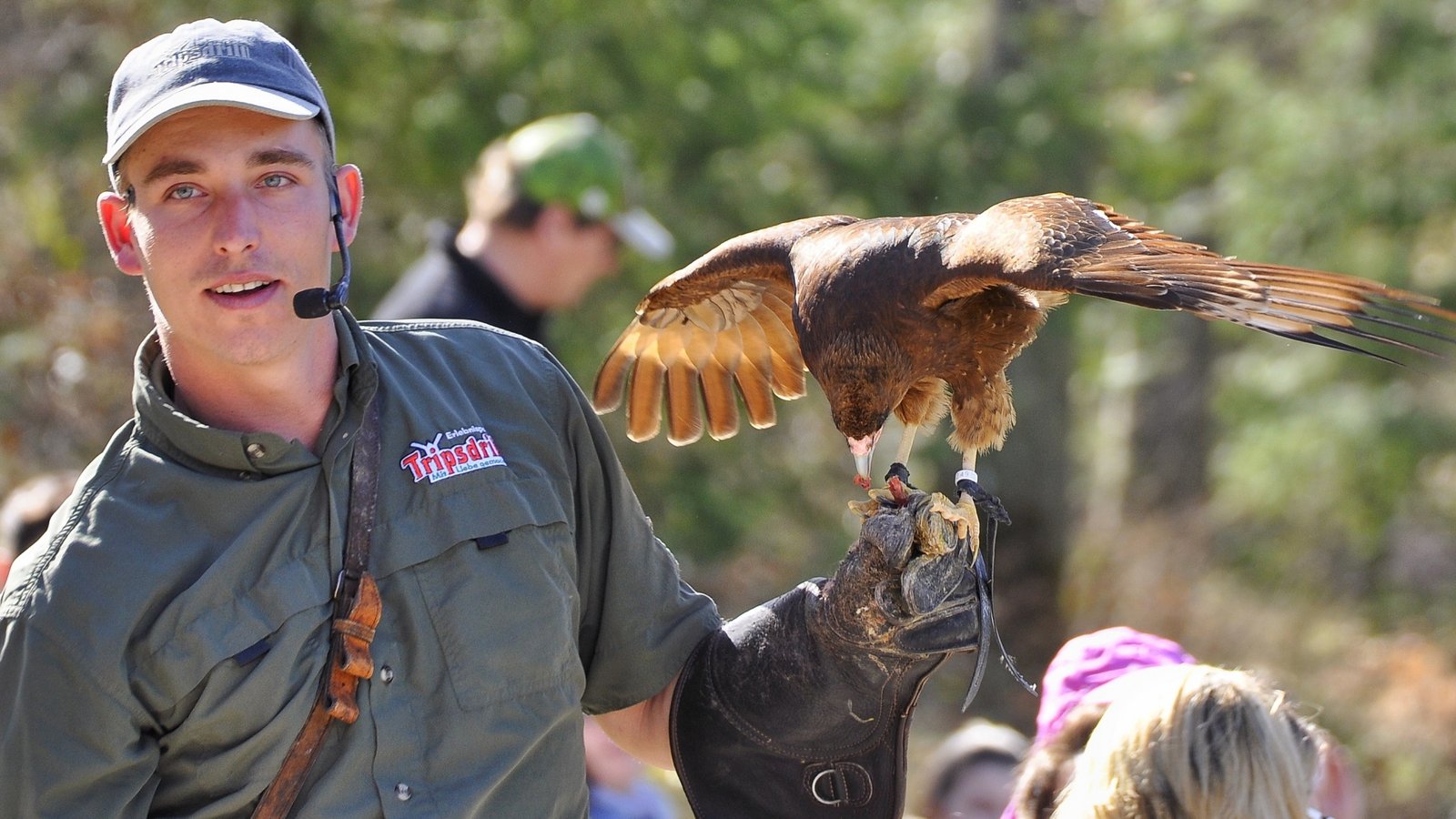Neben den regulären Greifvogel-Flugvorführungen und Fütterungen finden am Jubiläumswochenende zusätzliche Führungen, zum Beispiel bei den Polarwölfen, bei den Wildkatzen und bei den Rothirschen statt.  Fotos: p