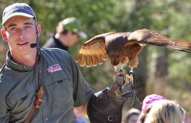 Neben den regulären Greifvogel-Flugvorführungen und Fütterungen finden am Jubiläumswochenende zusätzliche Führungen, zum Beispiel bei den Polarwölfen, bei den Wildkatzen und bei den Rothirschen statt.  <span class='image-autor'>Fotos: p</span>