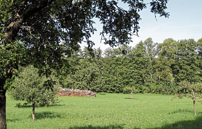 Die Illinger Gemeindeverwaltung wird jetzt mit potenziellen Betreibern eines Waldkindergartens das Gespräch aufnehmen. Eine Fläche wie diese nahe dem Waldfriedhof könnte als Stützpunkt einer solchen Einrichtung dienen, die zumeist mit einem Bauwagen auskommt.  Foto: p