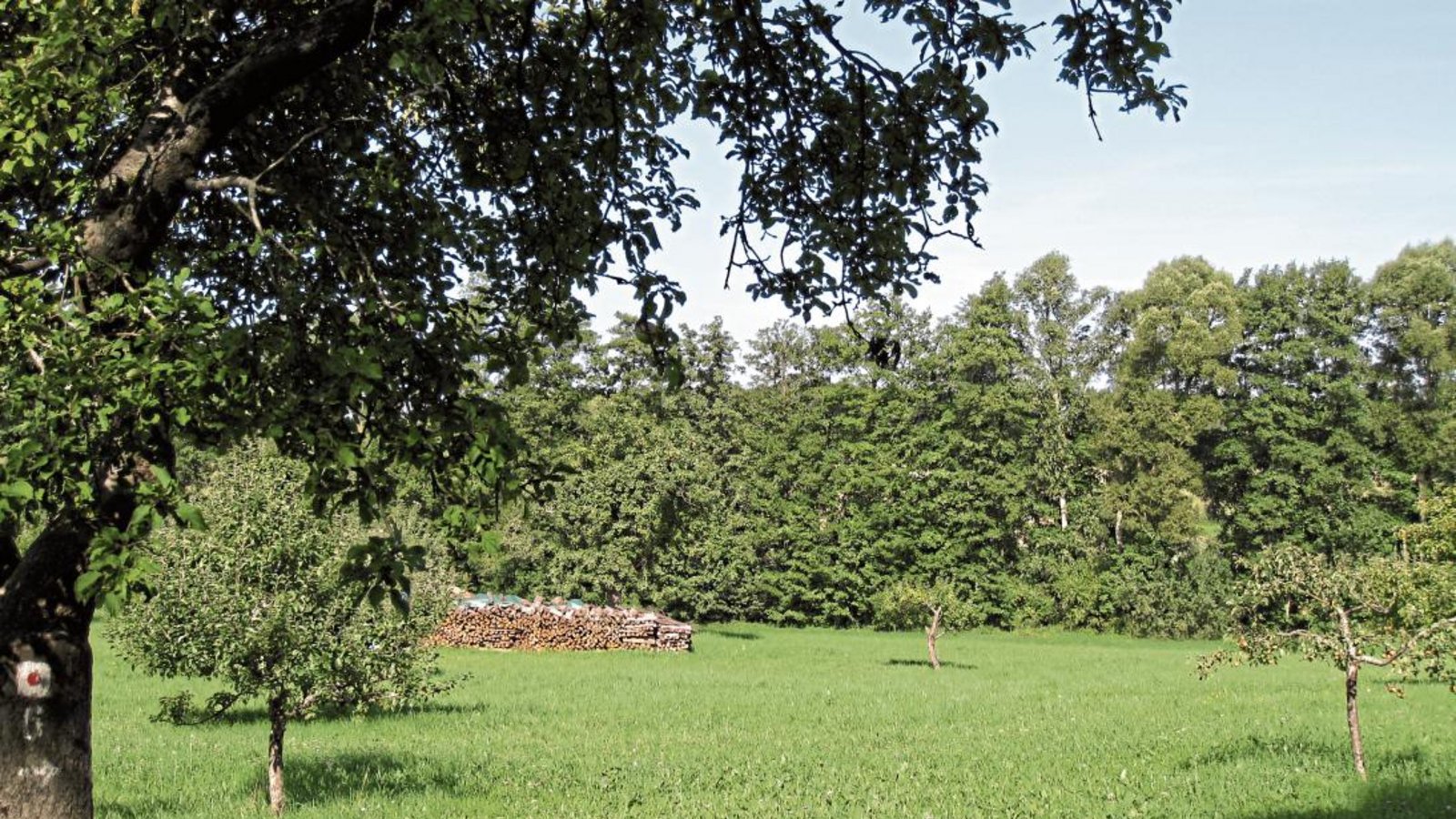 Die Illinger Gemeindeverwaltung wird jetzt mit potenziellen Betreibern eines Waldkindergartens das Gespräch aufnehmen. Eine Fläche wie diese nahe dem Waldfriedhof könnte als Stützpunkt einer solchen Einrichtung dienen, die zumeist mit einem Bauwagen auskommt. Foto: p Die Illinger Gemeindeverwaltung wird jetzt mit potenziellen Betreibern eines Waldkindergartens das Gespräch aufnehmen. Eine Fläche wie diese nahe dem Waldfriedhof könnte als Stützpunkt einer solchen Einrichtung dienen, die zumeist mit einem Bauwagen auskommt. Foto: p