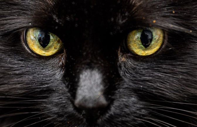 Ein schwarzer Kater wurde erhängt aufgefunden. (Archivbild)<span class='image-autor'>Christoph Soeder/dpa/dpa-tmn</span>