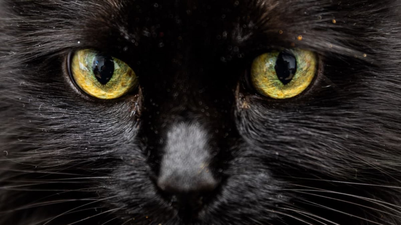 Ein schwarzer Kater wurde erhängt aufgefunden. (Archivbild)Christoph Soeder/dpa/dpa-tmn Ein schwarzer Kater wurde erhängt aufgefunden. (Archivbild)Christoph Soeder/dpa/dpa-tmn