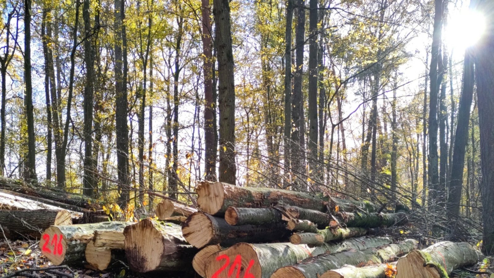 Unterm Hammer: Die Brennholzversteigerungen im Landkreis Ludwigsburg sind fast abgeschlossen.