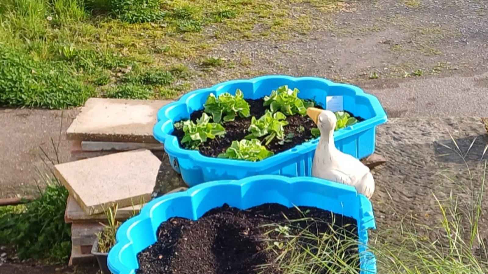 Was tun, wenn die Kinder zu groß fürs Planschbecken geworden sind? Na klar, einfach Salat einpflanzen. Gesehen in Aurich. Foto: Rücker