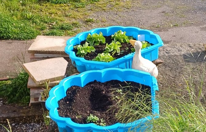 Was tun, wenn die Kinder zu groß fürs Planschbecken geworden sind? Na klar, einfach Salat einpflanzen. Gesehen in Aurich. <span class='image-autor'>Foto: Rücker</span>