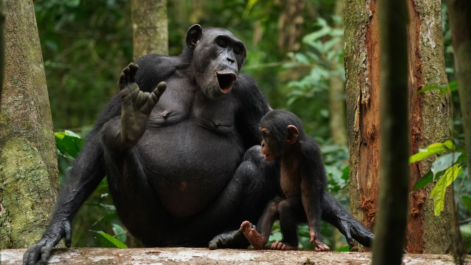 Freilebende Schimpansen verändern die Bedeutung von Einzelrufen, indem sie sie in verschiedene Rufkombinationen einbetten, was linguistischen Prozessen in der menschlichen Sprache ähnelt.Foto: © Liran Samuni/Taï Chimpanzee Project