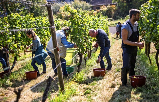 Helfer arbeiten in den Weinbergen in der Nähe von Bad Cannstatt .<span class='image-autor'>Foto: Lichtgut/Christoph Schmidt</span>