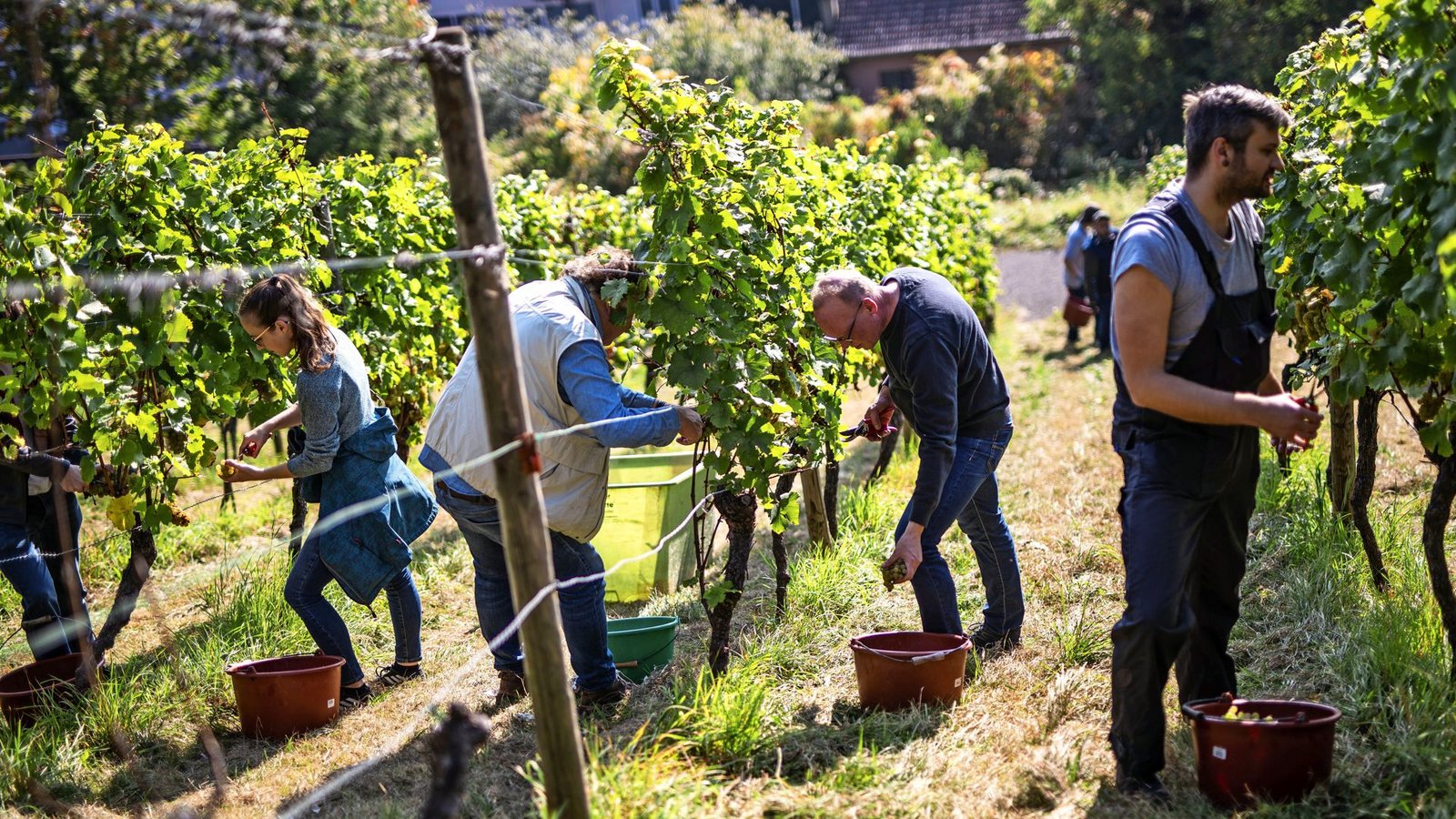 Helfer arbeiten in den Weinbergen in der Nähe von Bad Cannstatt .Foto: Lichtgut/Christoph Schmidt Helfer arbeiten in den Weinbergen in der Nähe von Bad Cannstatt .Foto: Lichtgut/Christoph Schmidt