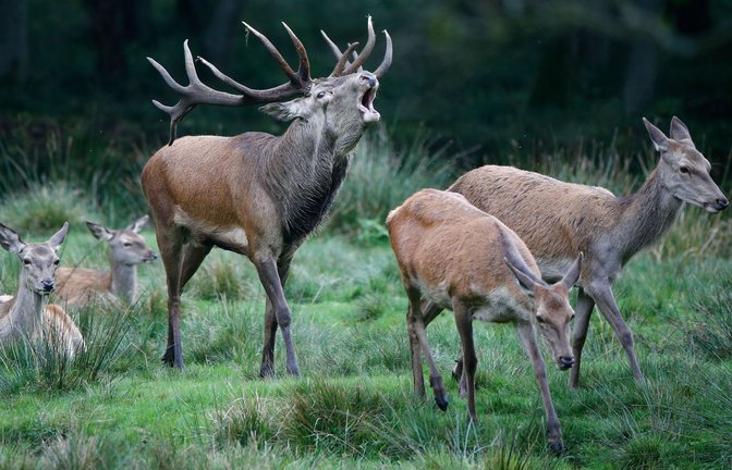 Niemand weiß genau, wie viele Hirsche und Hirschkühe im Südwesten leben.<span class='image-autor'>Foto: dpa/Axel Heimken</span>